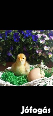 Porcelán Orpington tenyésztojás, és csibe