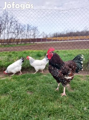 Porcelán Sussex Kakas