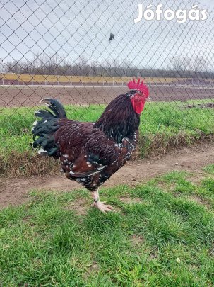 Porcelán Sussex Kakas