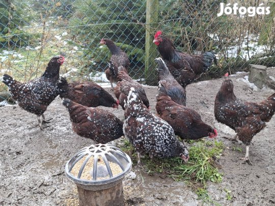 Porcelán Sussex tojás !