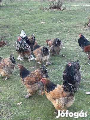 Porcelán brahma tojás