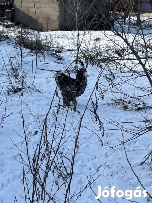 Porcelán brahma tricolor kakas