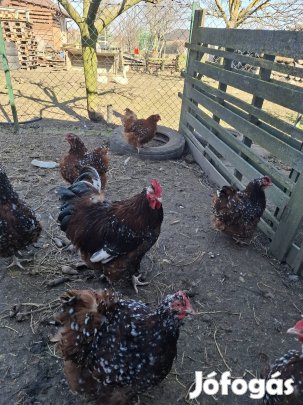 Porcelán orpington tojás