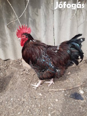 Porcelán sussex tenyészkakas eladó