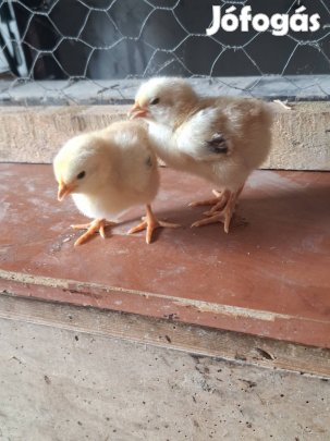 Porcellán orpington csibe