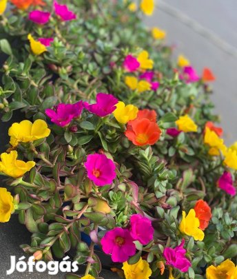 Porcsin rózsa virágmag