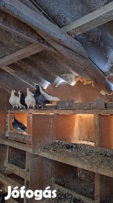 Posta galamb eladó