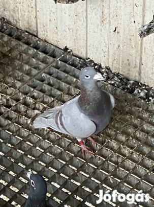 Postagalamb , posta galamb