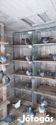 Postagalamb tenyész,verseny