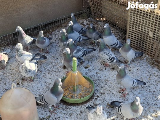 Postagalambok eladóak 