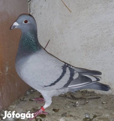 Postagalambok eladók!