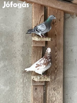 Postagalambok tenyésztőtől