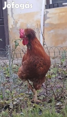 Poszavinai / Orosz búbos tyúk és kakas eladó