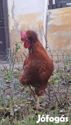 Poszavinai/ orosz búbos család tyúk és kakas  eladó 