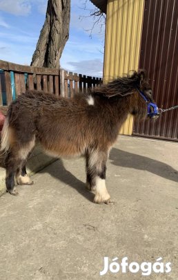 Pöttöm lovacska keresi gadáját!