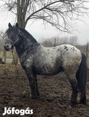 Pöttyös csődör csikó