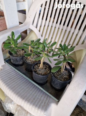 Pozsgafa (Crassula ovata), pénzfa, majomfa (tévesen majomkenyérfa)