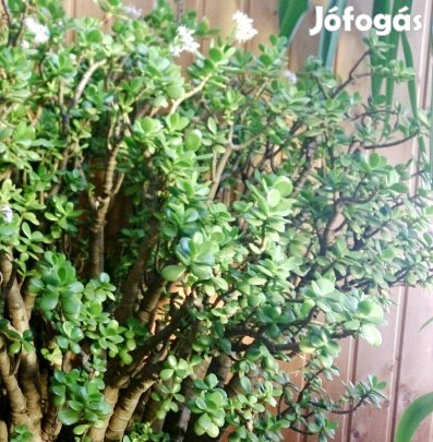 Pozsgafa majomfa majomkenyérfa Crassula Ovata pénzfa