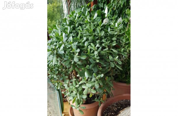 Pozsgafa majomfa majomkenyérfa Crassula Ovata pozsga pénzfa