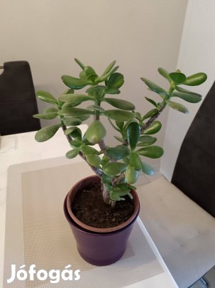 Pozsgafa vagy pénzfa