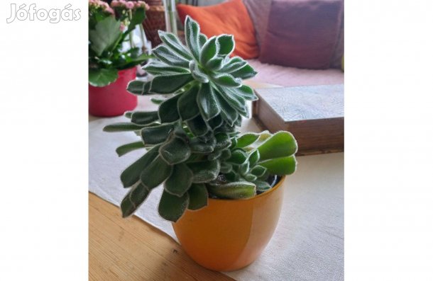 Pozsgás növény 10 cm-es cserépben
