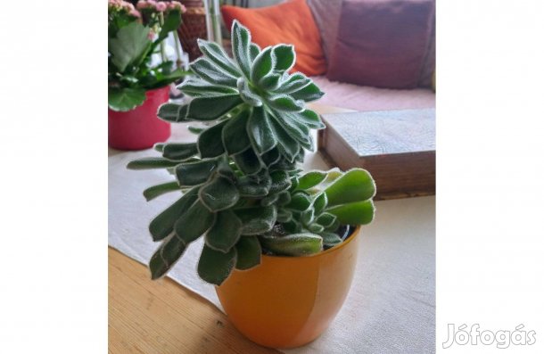 Pozsgás növény 10 cm-es cserépben
