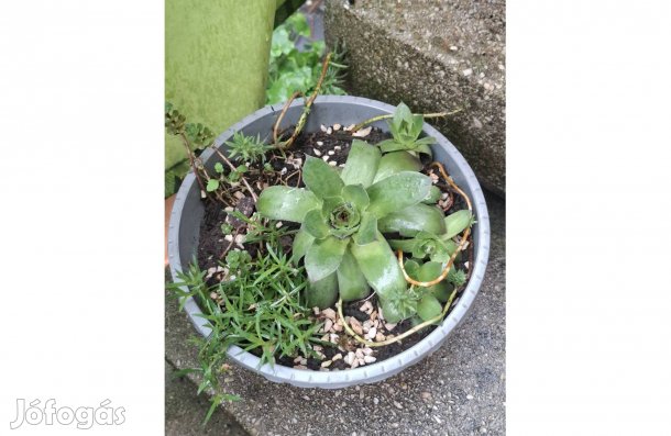 Pozsgás növénykompozicíók