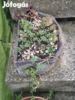 Pozsgás növénykompozicíók