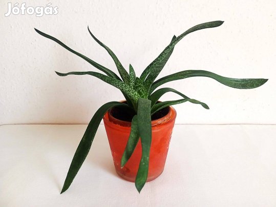 Pozsgás szobanövény, Gasteria, rücsköske, 2 tő egy cserépben