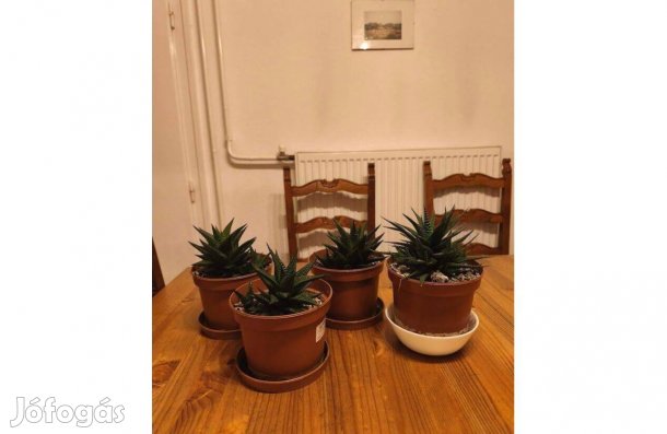 Pozsgás szobanövény - Haworthya