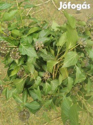 Prémium bogyós borostyán ágak Frissen vágva, közvetlenül a termel