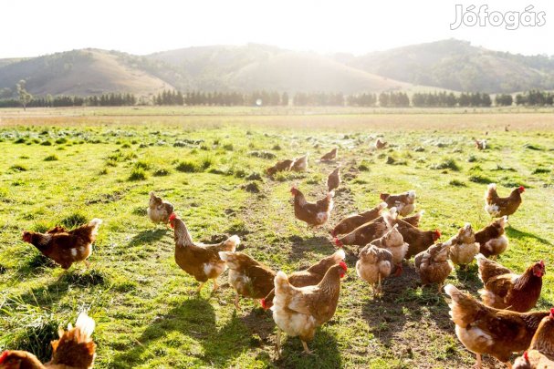Prémium minőségű vágnivaló tyúk eladó