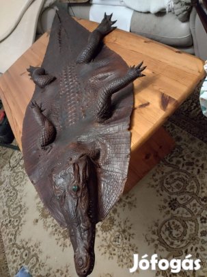 Preparált Krokodil bőr