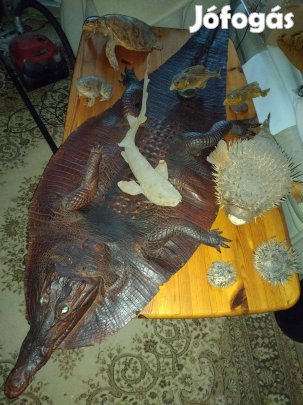 Preparált Tengeri hal, béka, teknős, krokodil