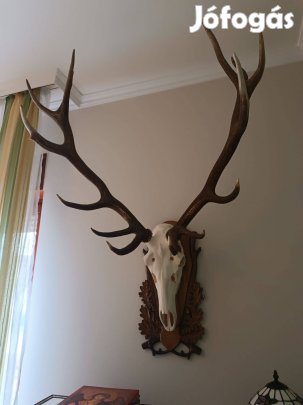 Preparált gímszarvas agancs