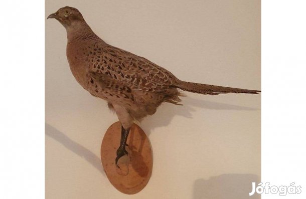 Preparált madarak fácán kitömött madár