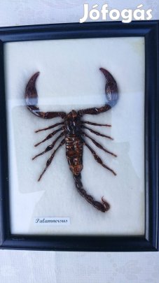 Preparált skorpió üvegezett fa dobozban, dísztárgy, Thaiföld
