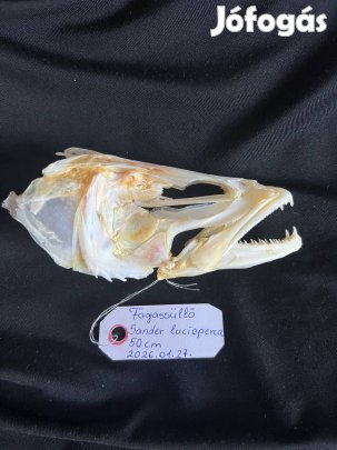 Preparált süllő koponya preparátum trófea