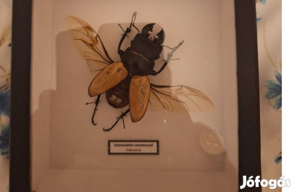 Preparált szarvasbogár díszdobozban eladó!