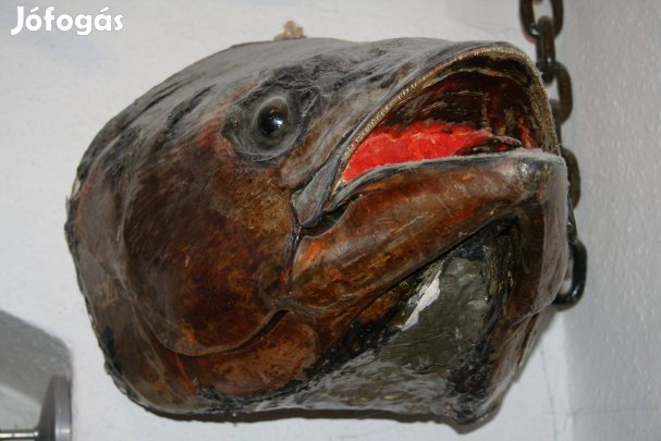 Preparált tonhalfej