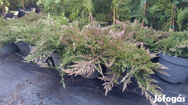 Prince of Wales terülő tuja