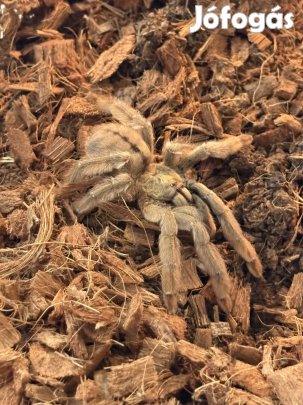 Psalmopoeus cambridgei sub nőstény madárpók