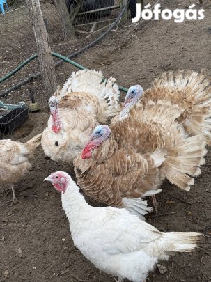 Pulyka , tojó és kakas