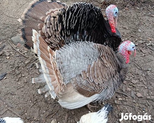 Pulyka kakas 15000 ft