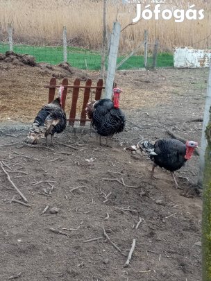 Pulyka kakas eladó