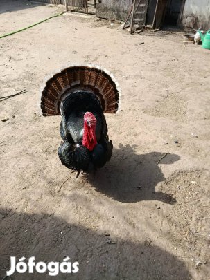 Pulyka kakas eladó 