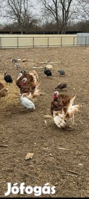 Pulyka kakas eladó!