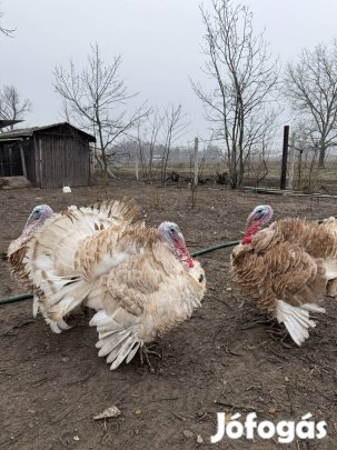Pulyka kakas és tojó 