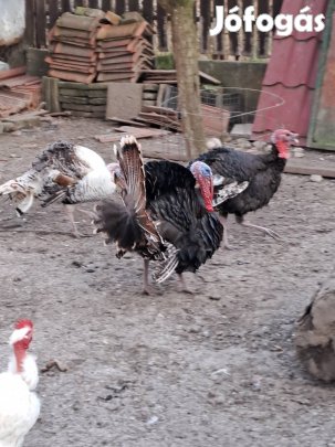 Pulyka kakasok eladók