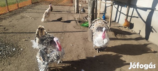 Pulyka kakasok társat kresnek!